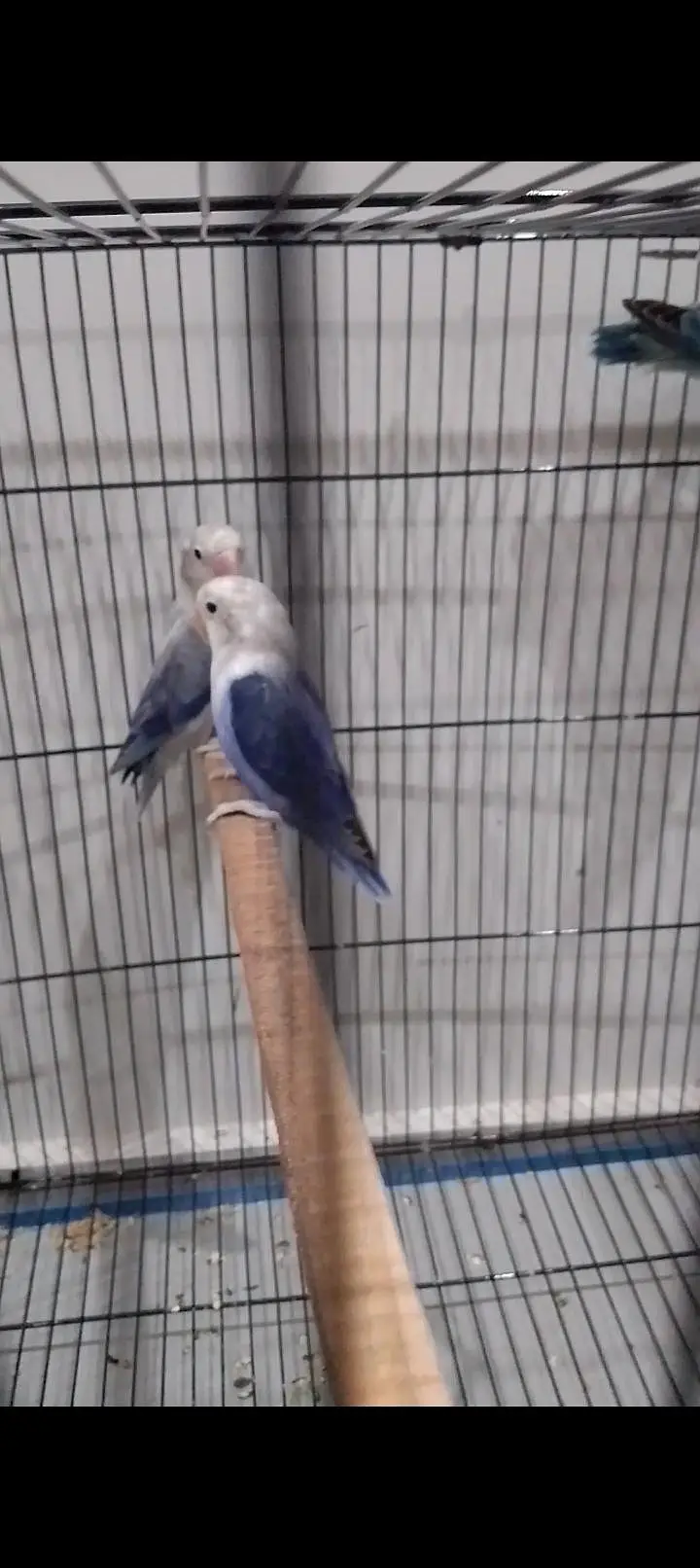 Blue Opaline & Parblue Opaline Split Ino — photo 2