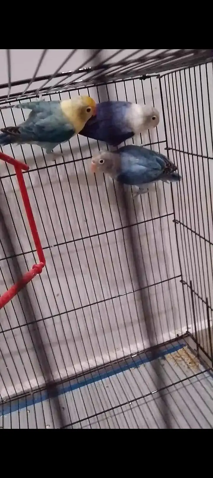 Blue Opaline & Parblue Opaline Split Ino — photo 3