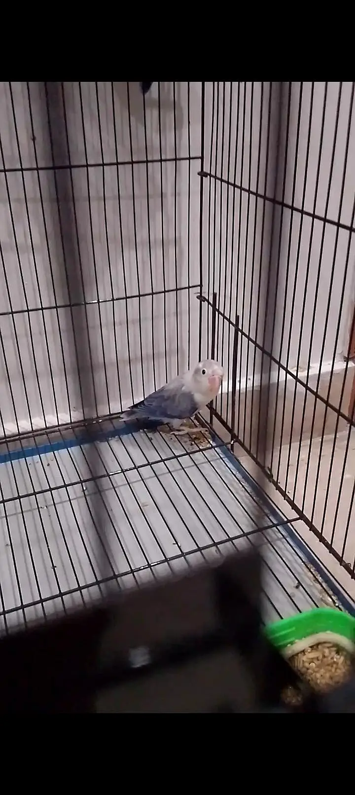 Blue Opaline & Parblue Opaline Split Ino — photo 4