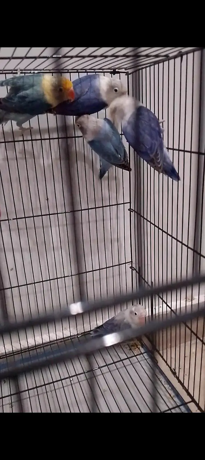 Blue Opaline & Parblue Opaline Split Ino — photo 5