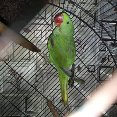 Raw Parrot ptha fresh pec healthy & active