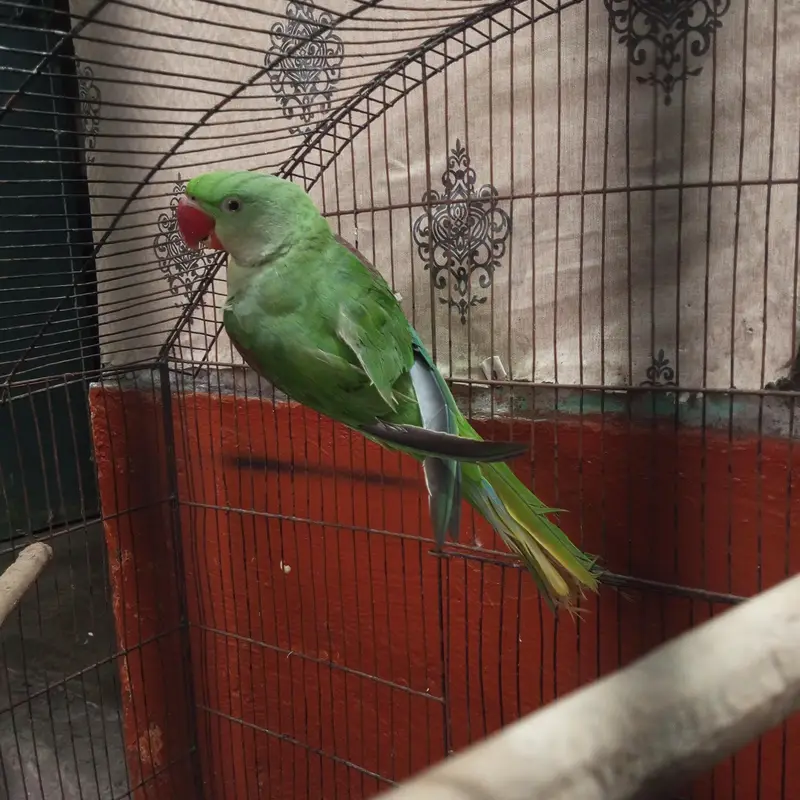 Raw Parrot ptha fresh pec healthy & active — photo 2