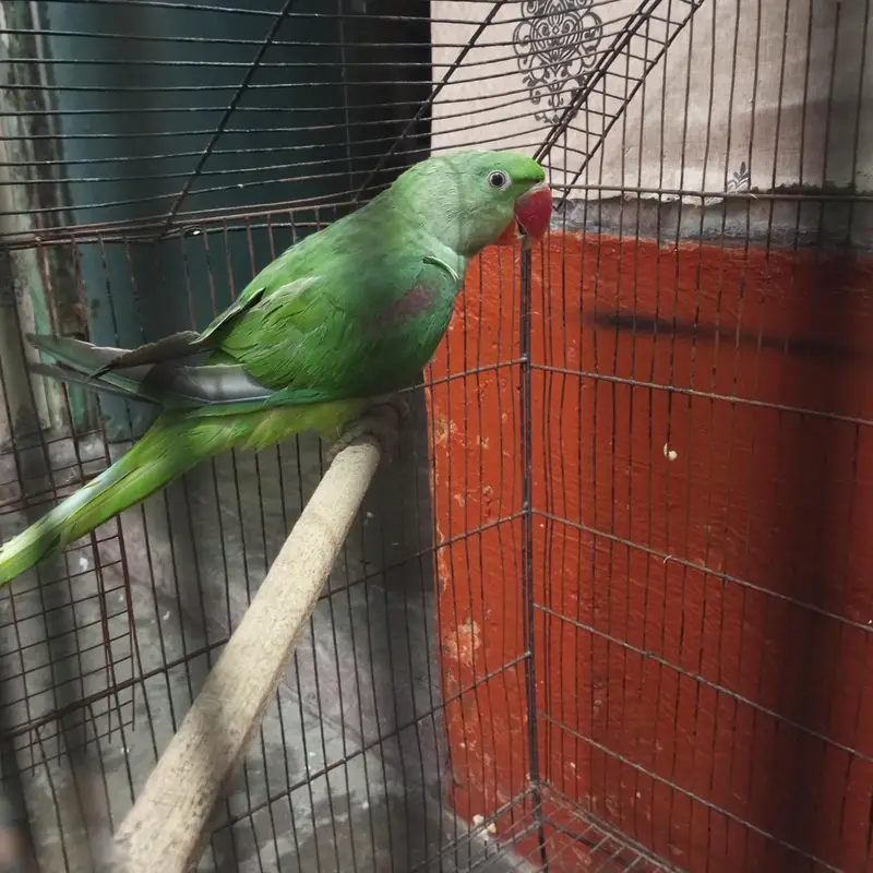 Raw Parrot ptha fresh pec healthy & active — photo 3