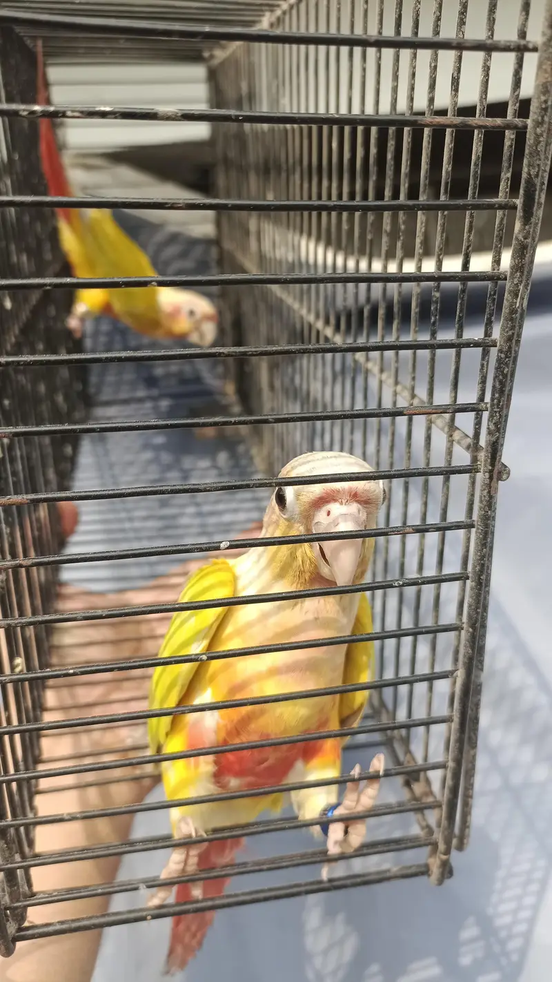 sun Cheick conour male — photo 3