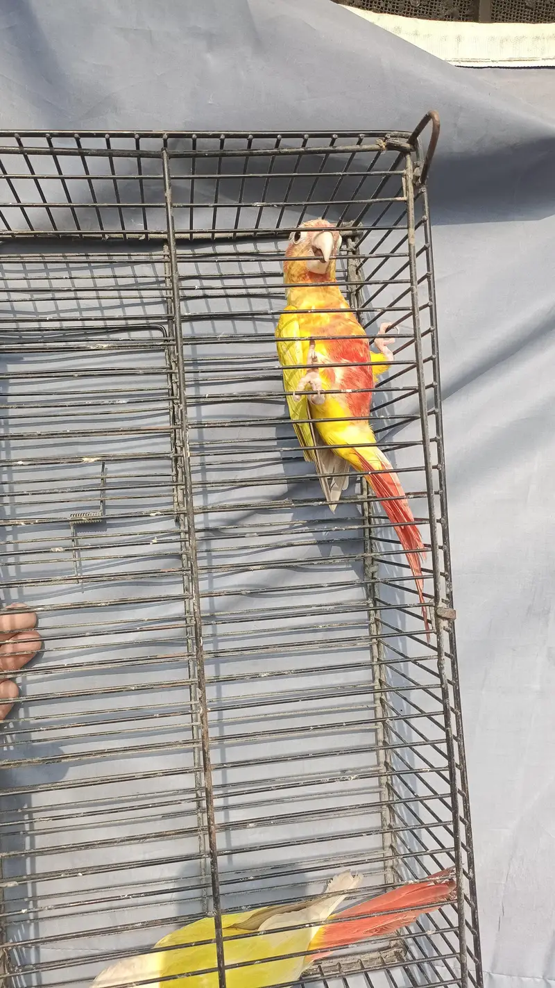 sun Cheick conour male — photo 5