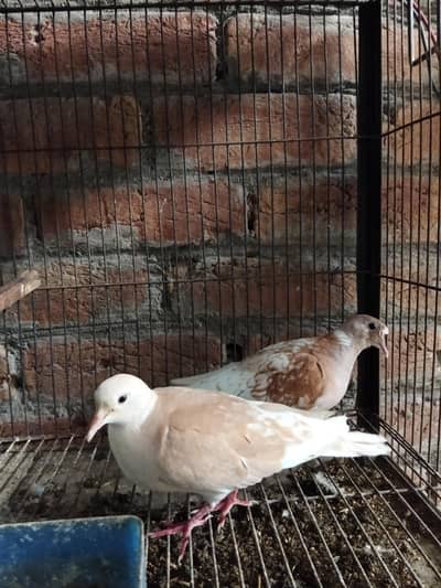 kumra pair avibal with 2 chicks