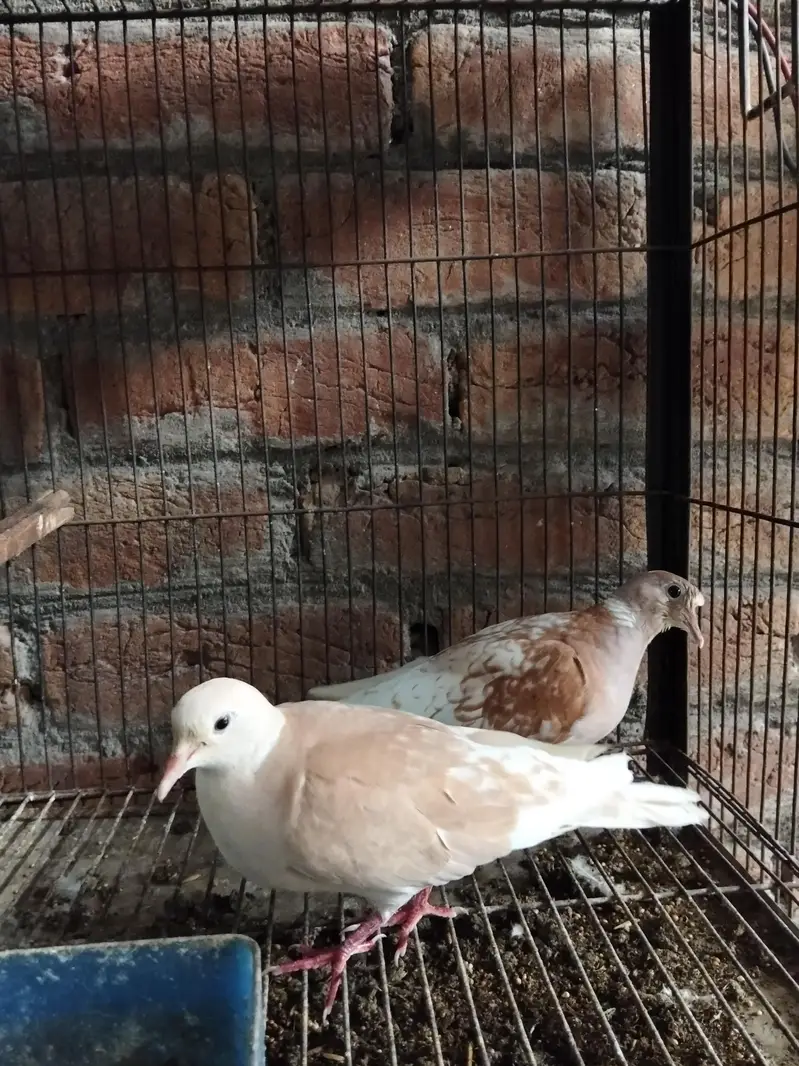 kumra pair avibal with 2 chicks