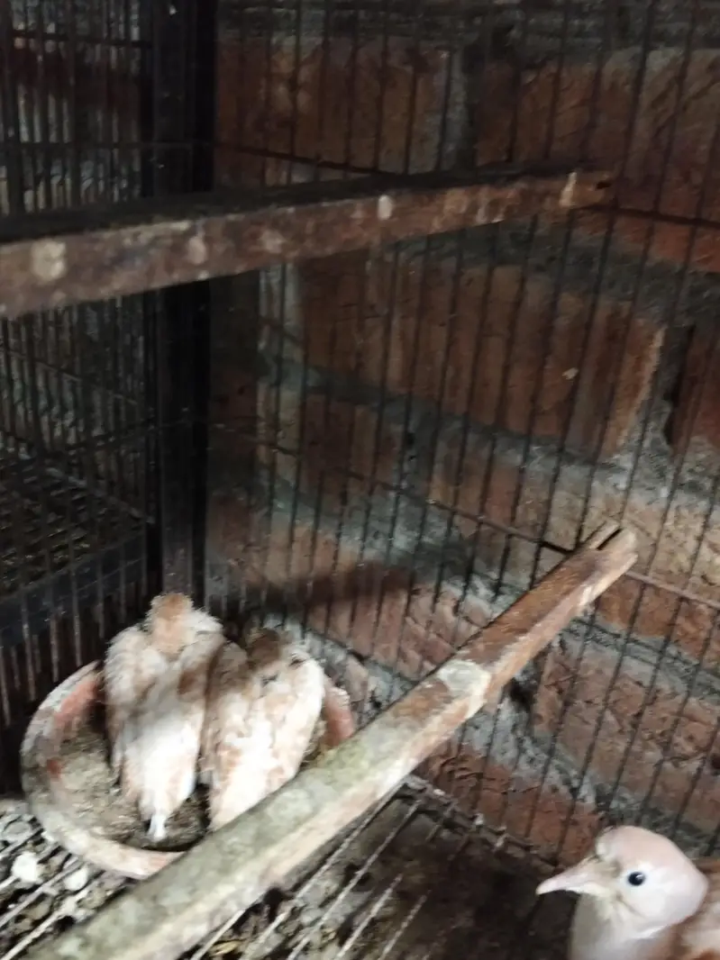 kumra pair avibal with 2 chicks — photo 2