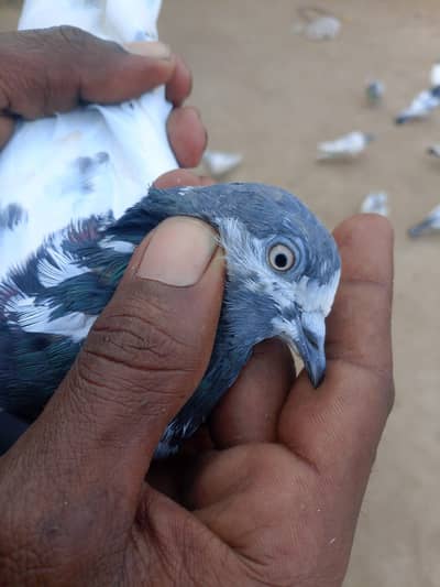 kabootar Pigeon bateraa