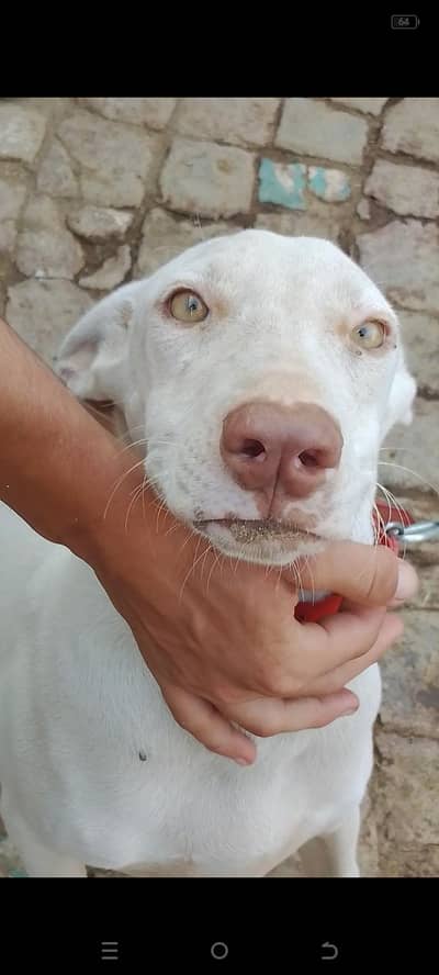 pink nose ma gulter beautiful and healthy strong dog