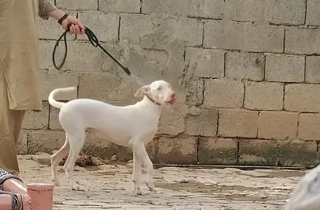 pink nose ma gulter beautiful and healthy strong dog — photo 2