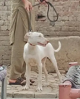 pink nose ma gulter beautiful and healthy strong dog — photo 3