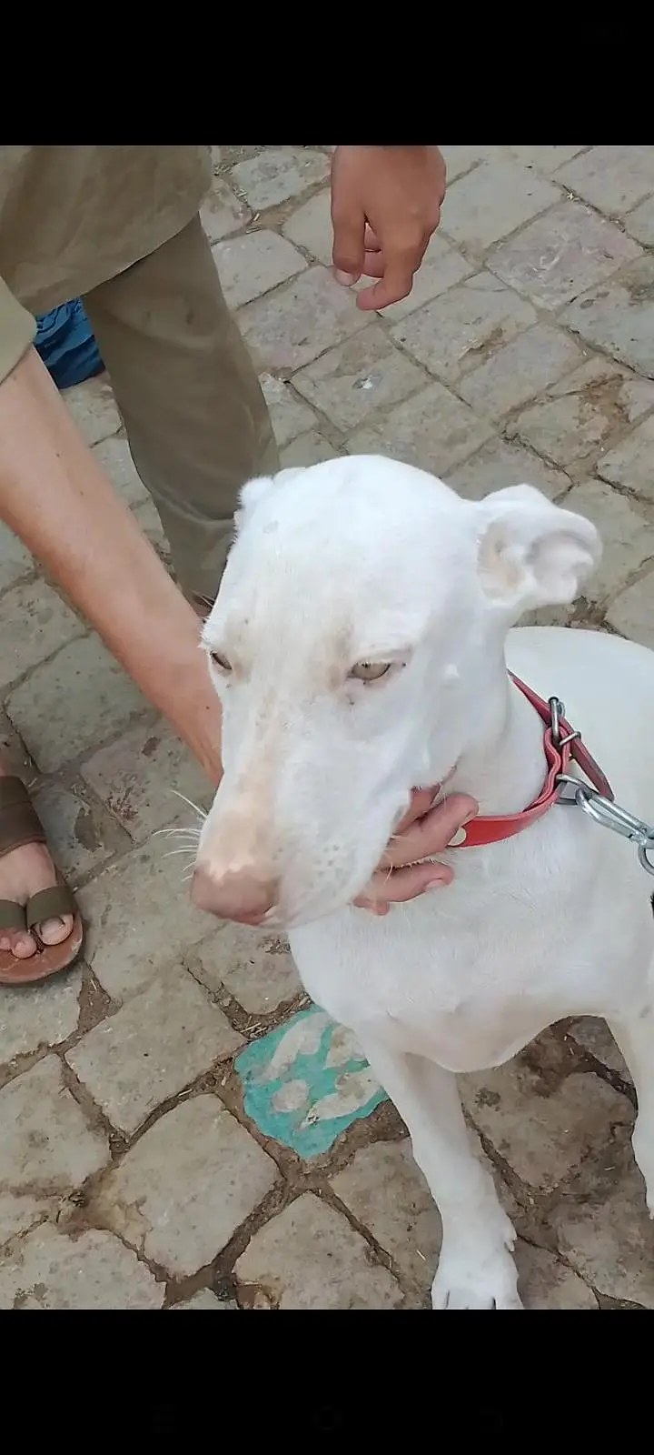 pink nose ma gulter beautiful and healthy strong dog — photo 4