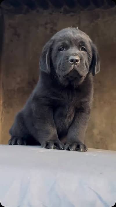 1 month Labrador puppy full active traind potty trained