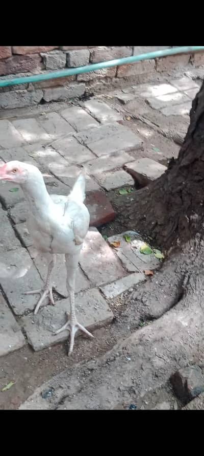 aseel Heera murga