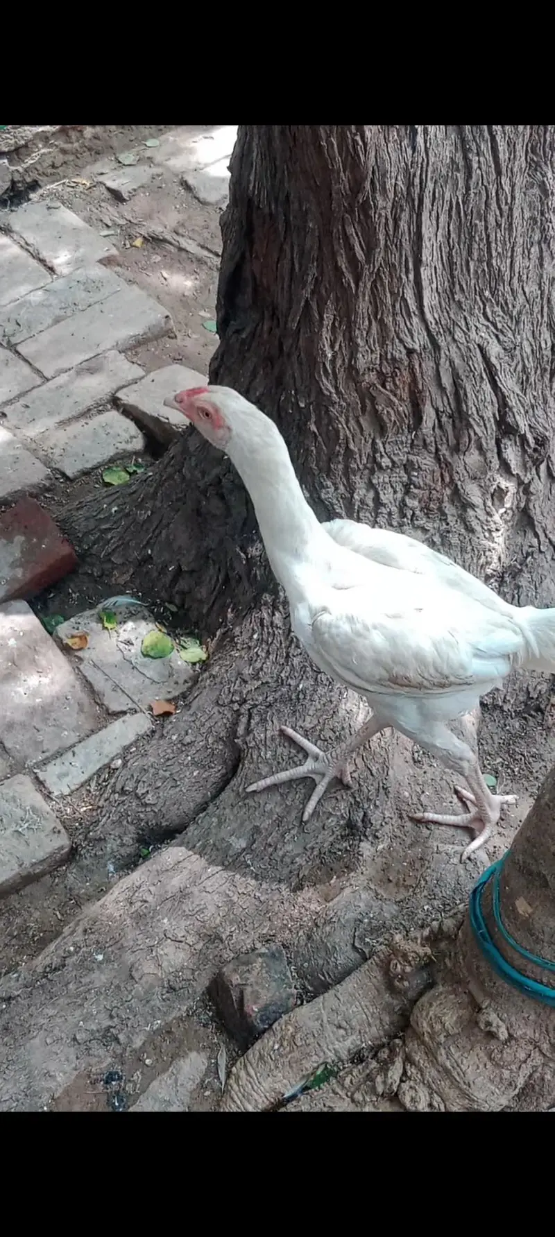 aseel Heera murga — photo 2