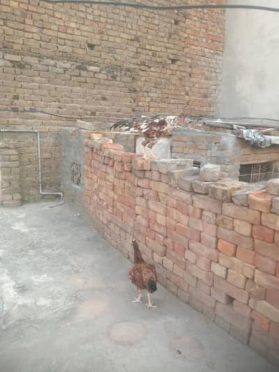 Hens pair for sale