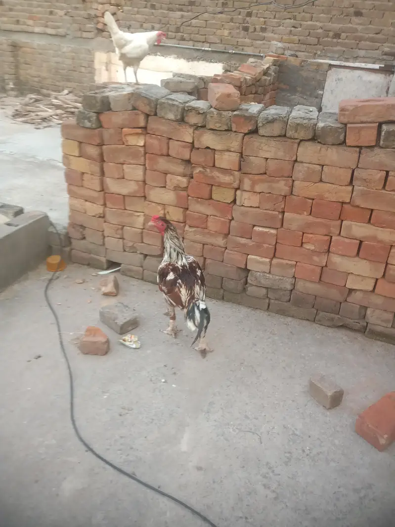Hens pair for sale — photo 2