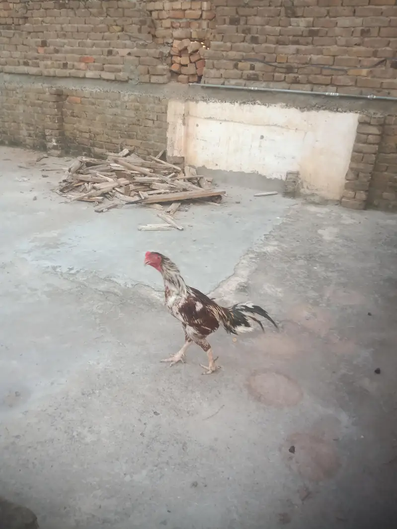 Hens pair for sale — photo 3