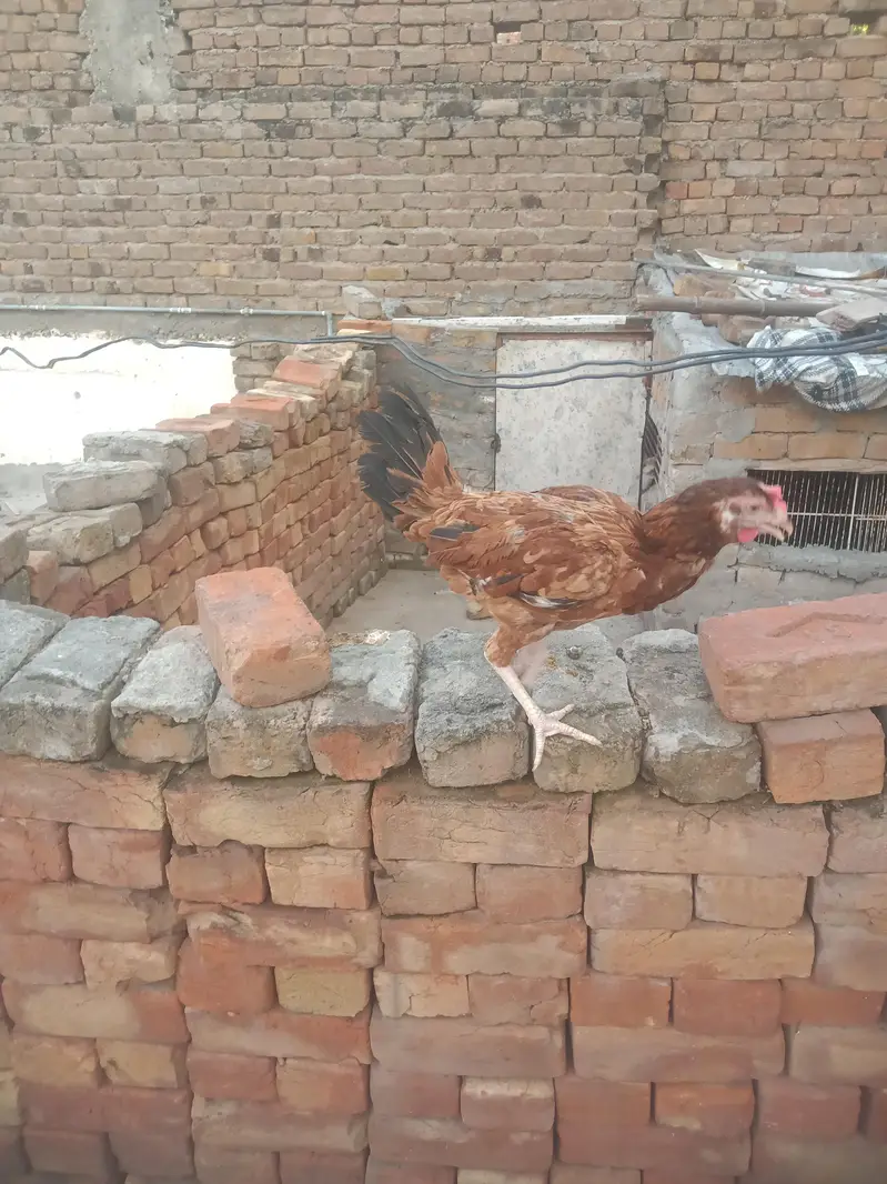 Hens pair for sale — photo 4