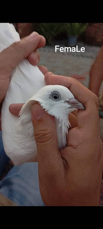 breeDer Pair