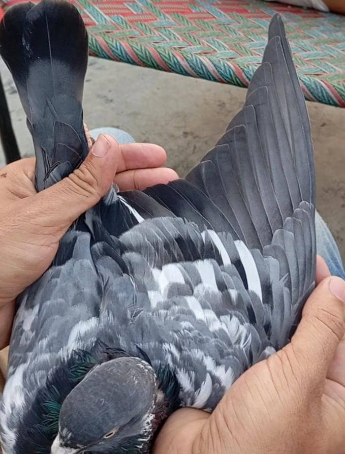 breeDer Pair 2