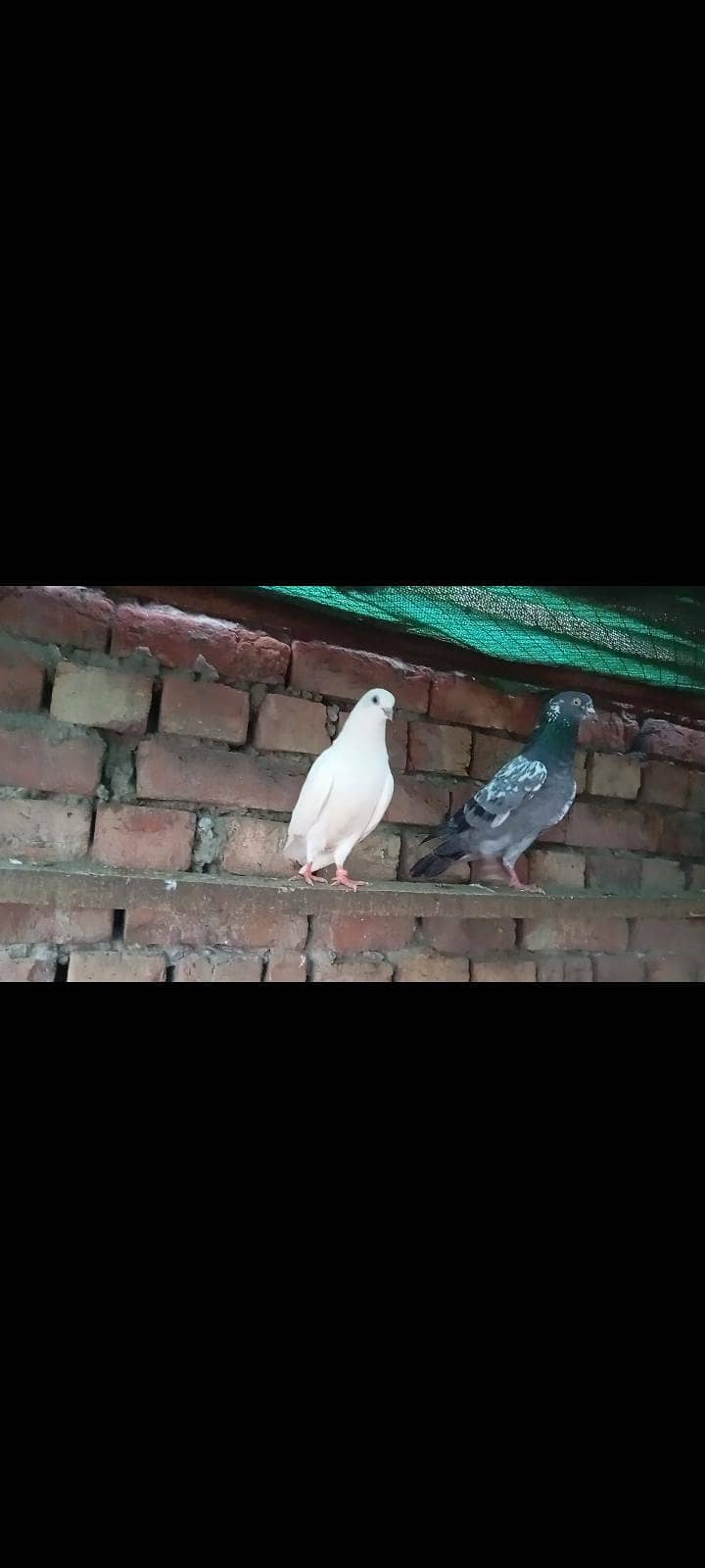 breeDer Pair 3