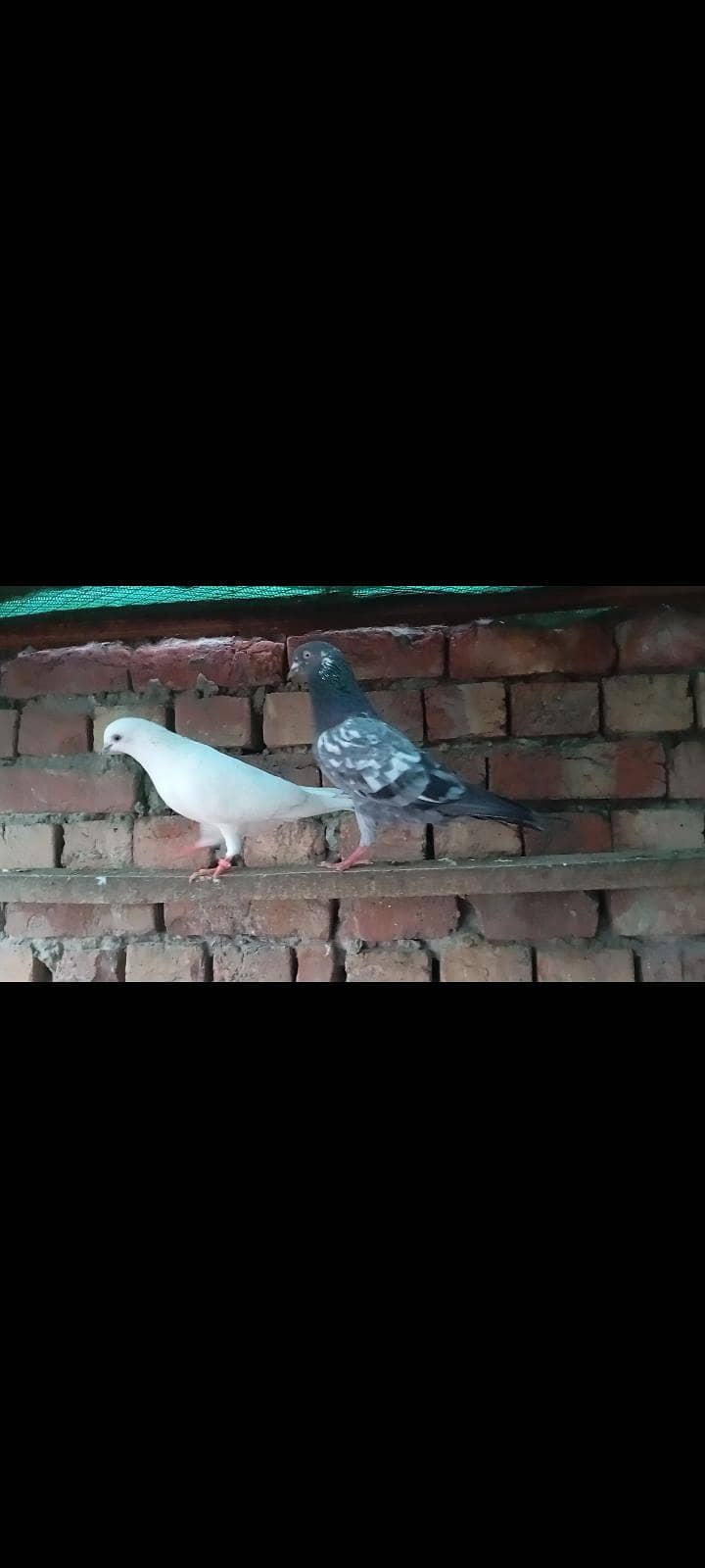 breeDer Pair 4