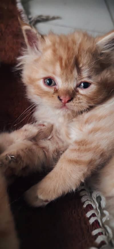 Triple coated persian kitten brown 18000 white 15000
