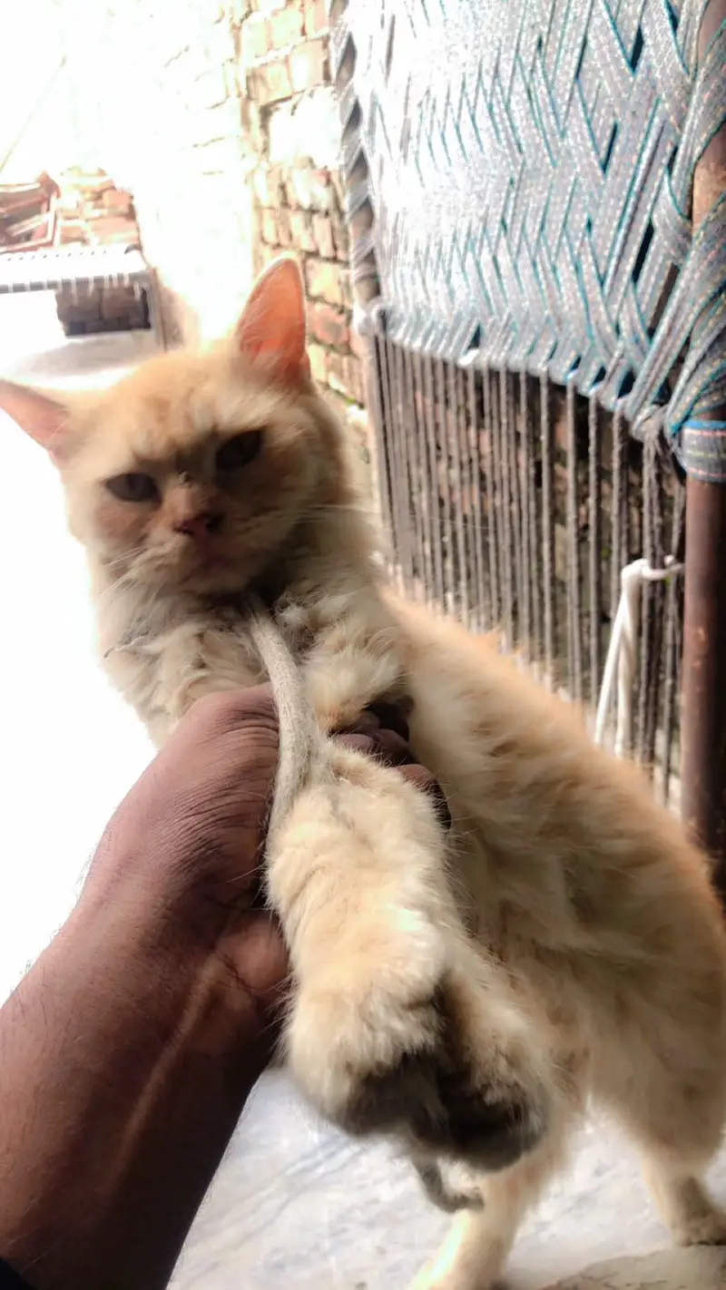 persian cat for urgent sale going to qatar paid adoption 03327930934 — photo 2