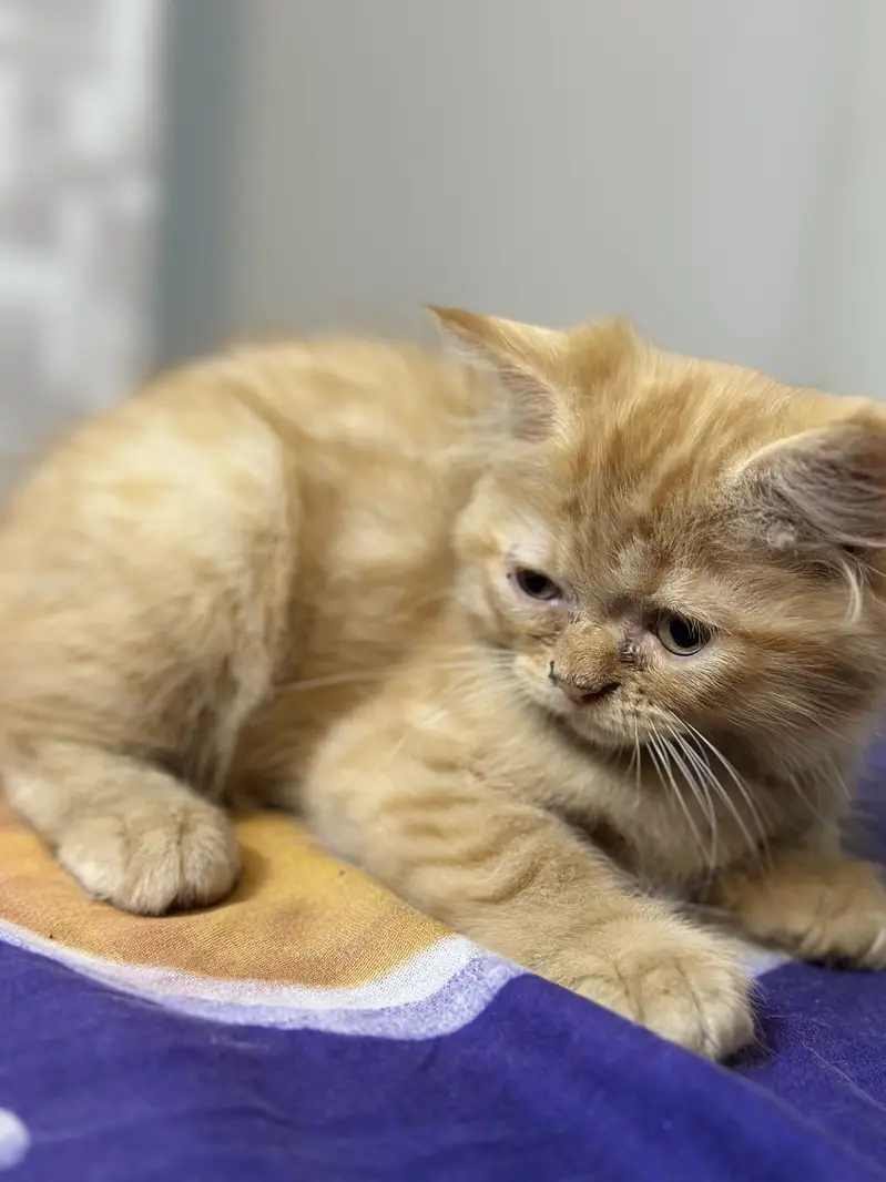 Triple coated persian kitten brown 18000 white 15000 — photo 2