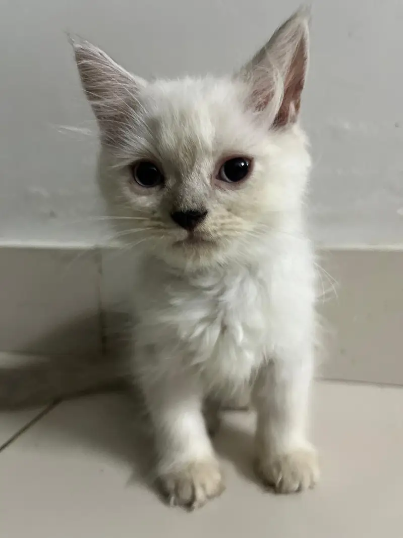 Triple coated persian kitten brown 18000 white 15000 — photo 3