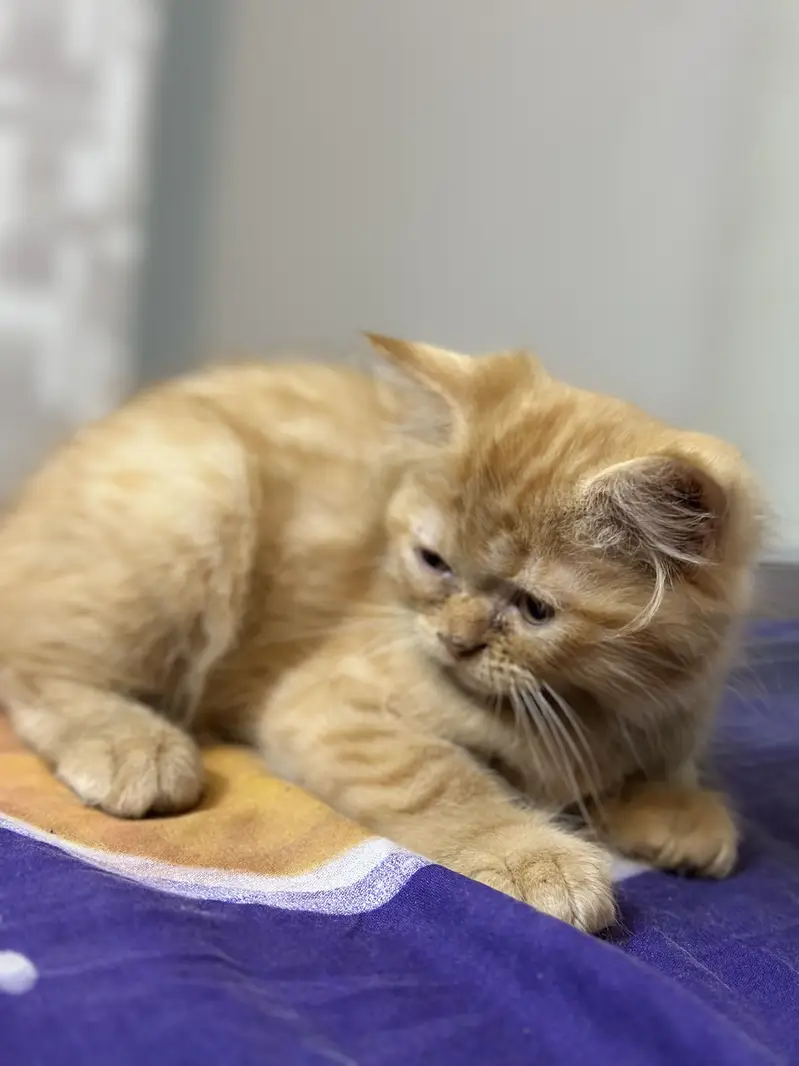 Triple coated persian kitten brown 18000 white 15000 — photo 4