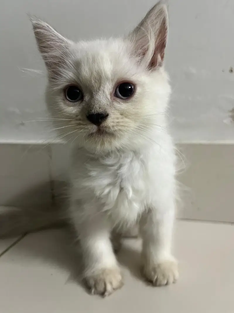 Triple coated persian kitten brown 18000 white 15000 — photo 5