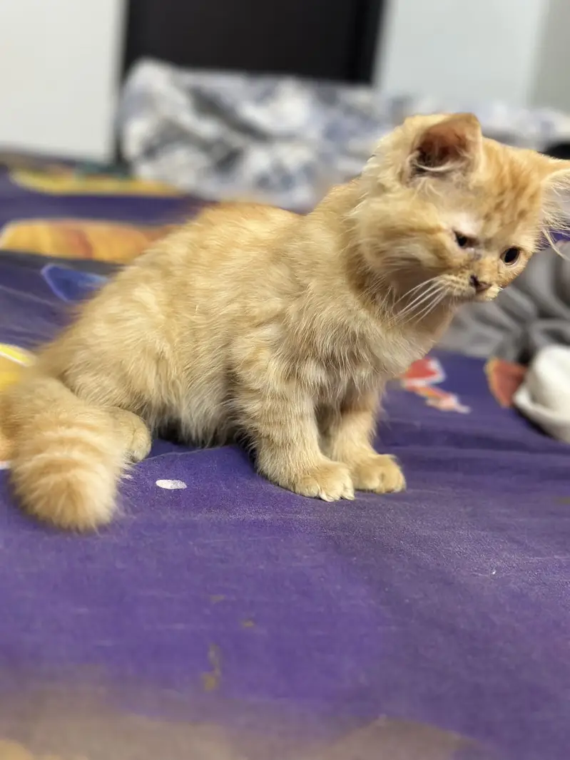 Triple coated persian kitten brown 18000 white 15000 — photo 6