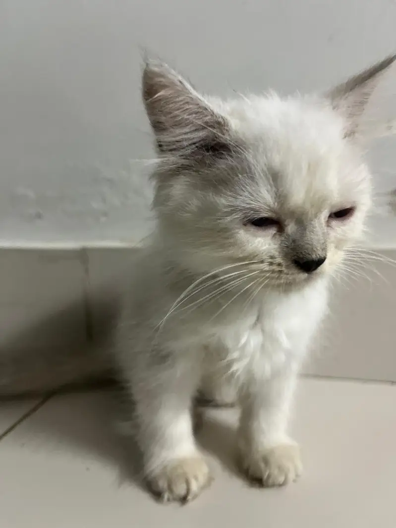 Triple coated persian kitten brown 18000 white 15000 — photo 7