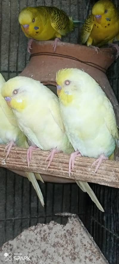 budgies bireeder pairs