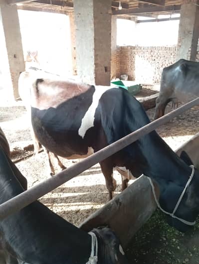 cow for sale 18kg milk record