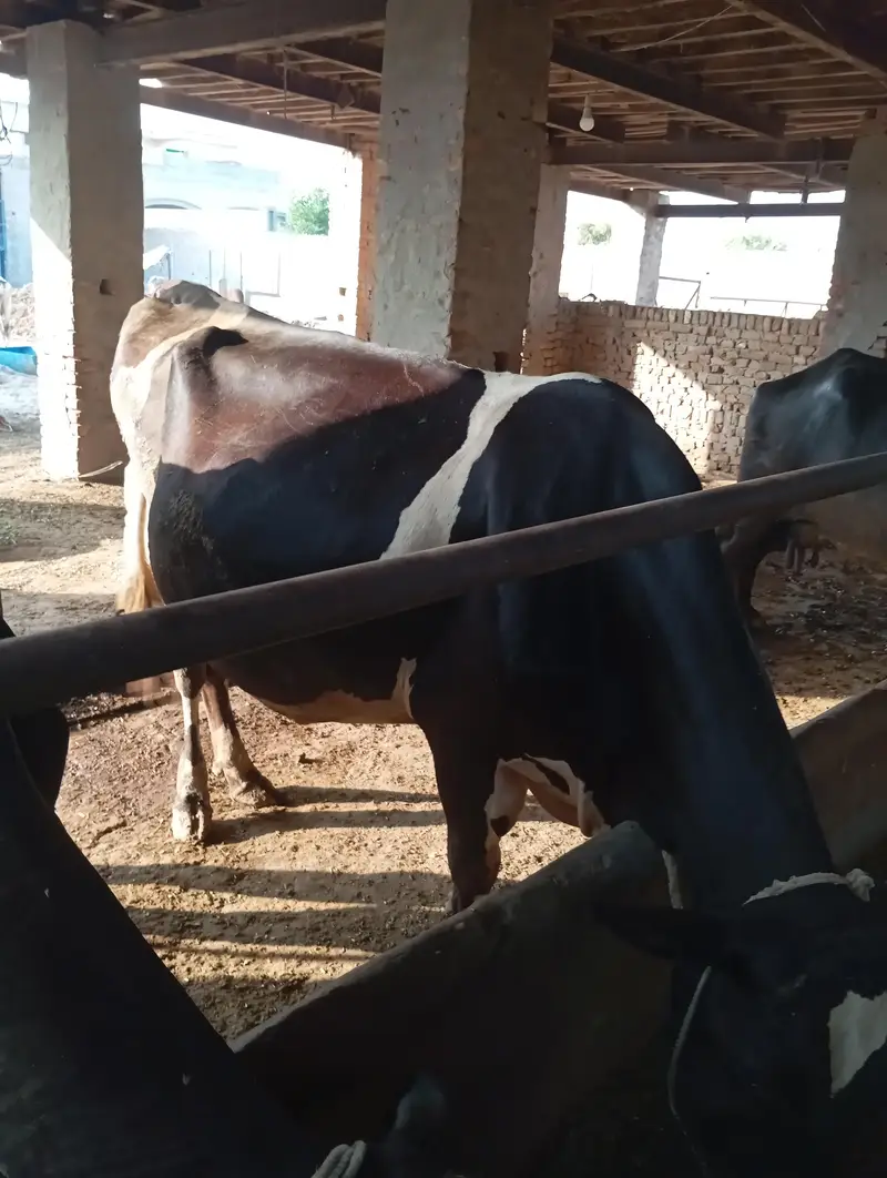 cow frezean for sale 18kg milk record — photo 2