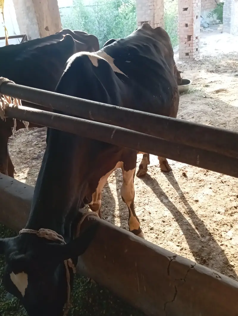 cow frezean for sale 18kg milk record — photo 3