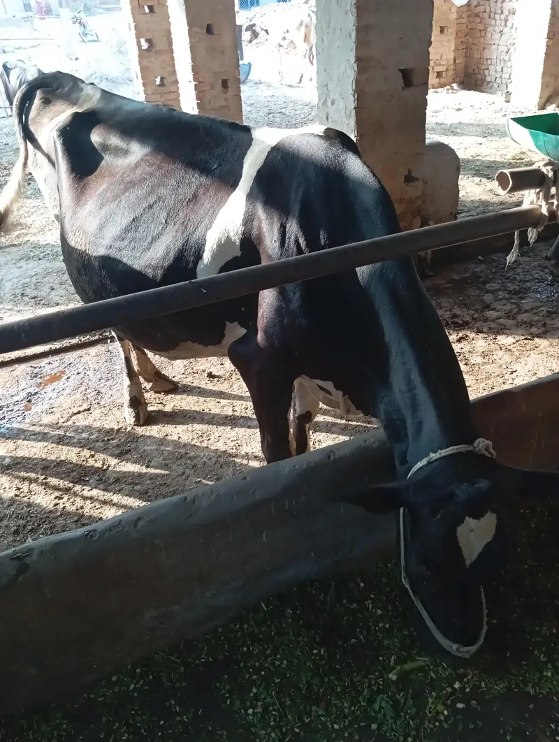 cow frezean for sale 18kg milk record — photo 4