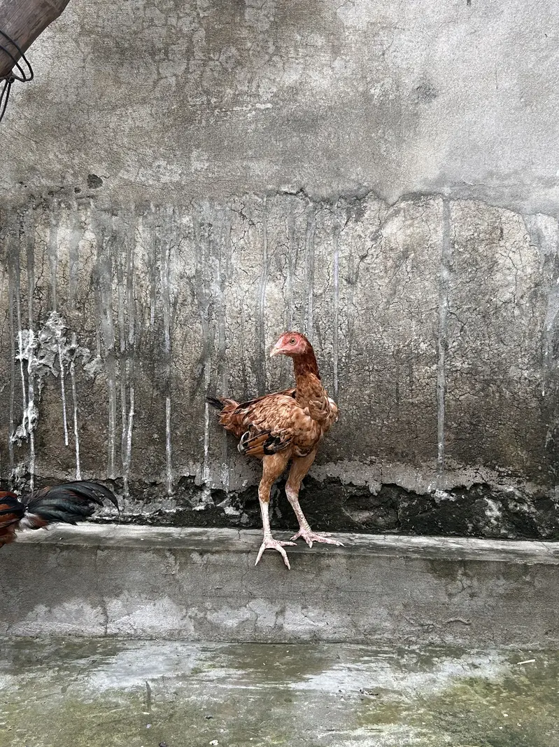 Java aseel — photo 10