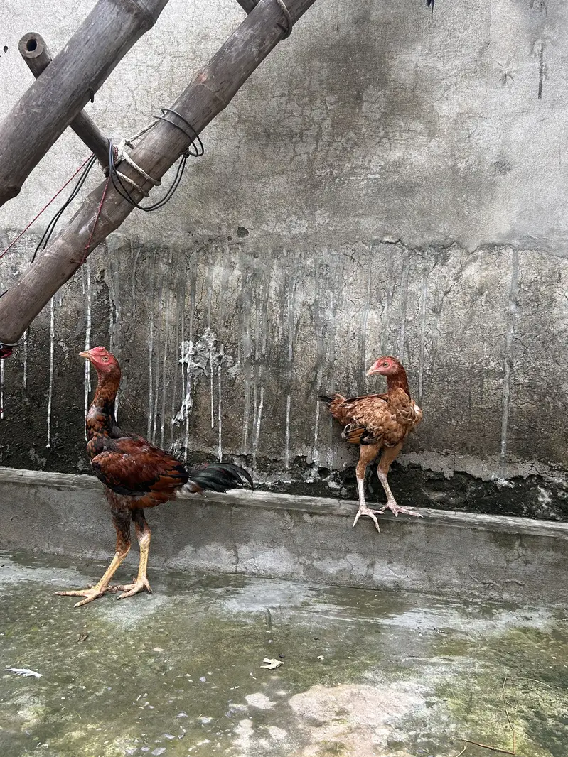 Java aseel — photo 11
