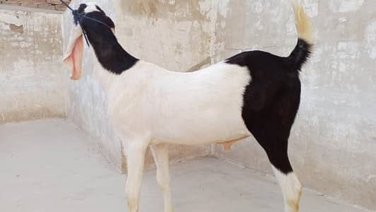  Beautiful Brown & White Male Goat (Bakra) – Demand 100,000