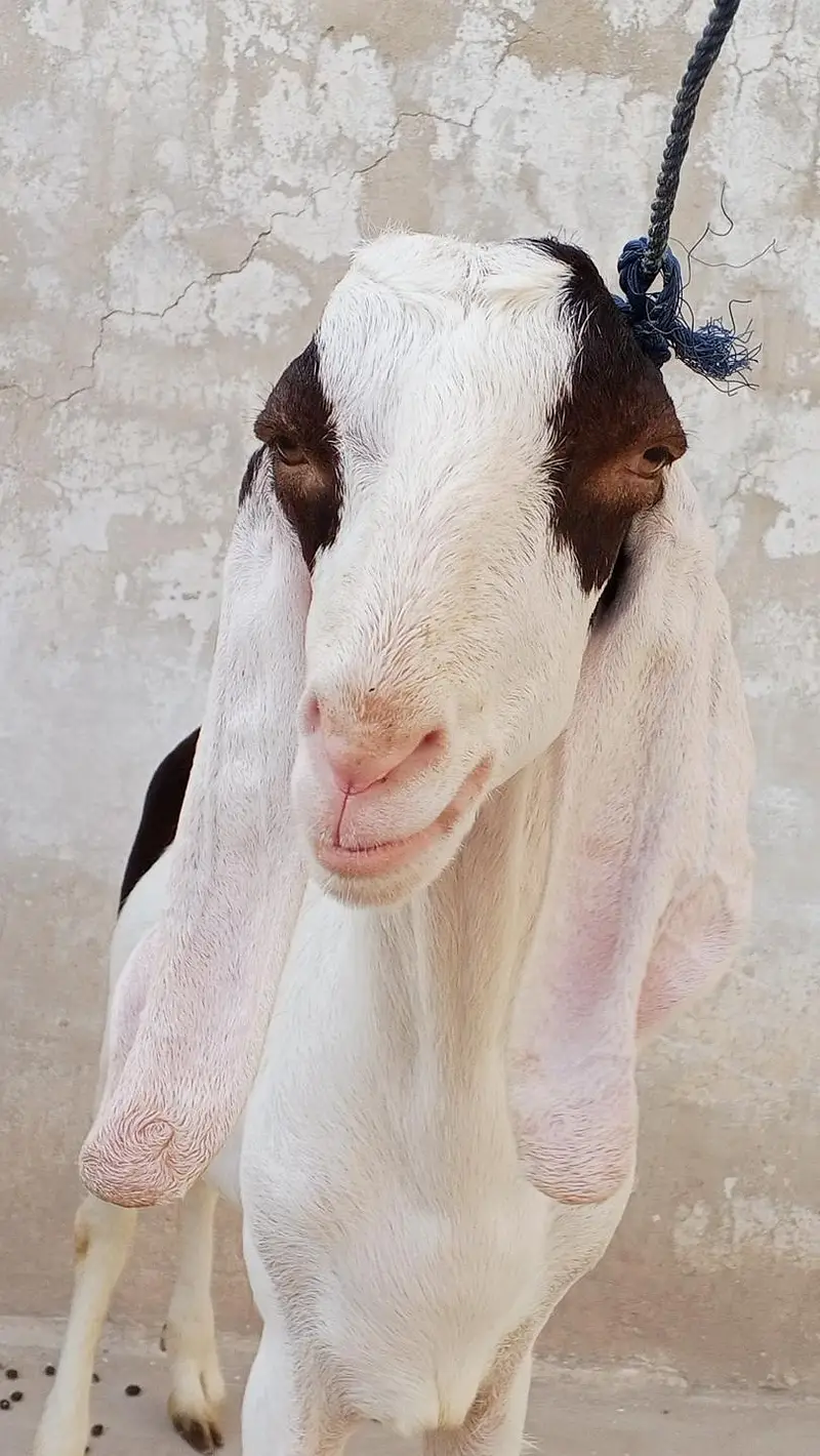 Beautiful Brown & White Male Goat (Bakra) – Demand 100,000 — photo 2