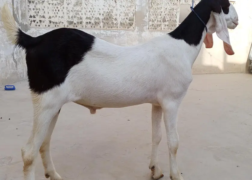 Beautiful Brown & White Male Goat (Bakra) – Demand 100,000 — photo 3