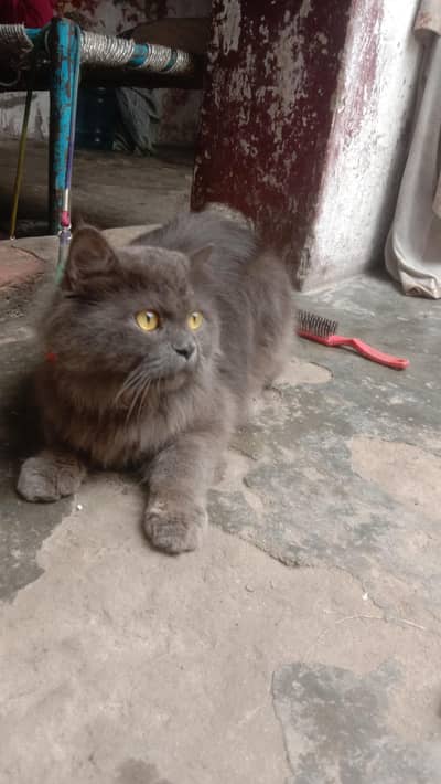 British long Hair cat