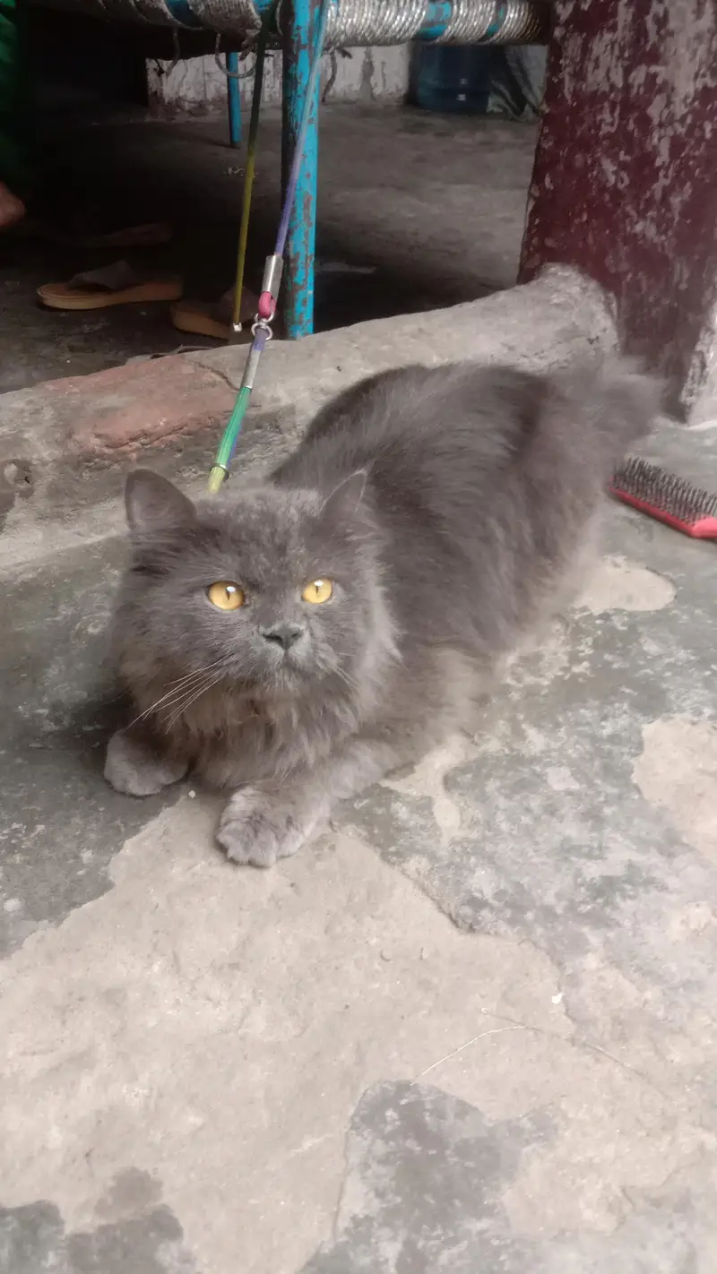 British long Hair cat — photo 2