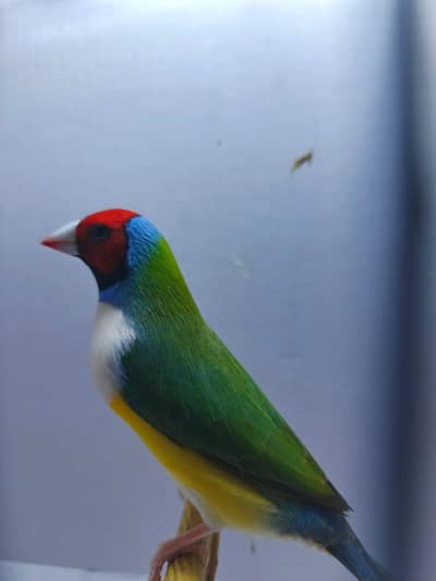 Gouldian finch