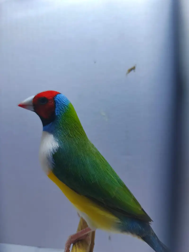 Gouldian finch